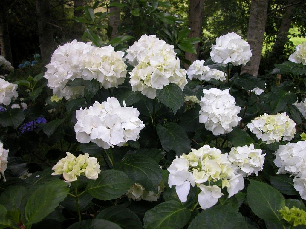 HYDRANGEA MACROPHYLLA